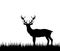 Silhouette Deer, Stag, Reindeer in Forest Grass