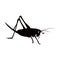 silhouette design of rice grasshopper insects