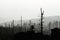 Silhouette of devasted trees in cause of bark beetle infestation. Sumava National Park and Bavarian Forest, Czech