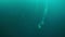 Silhouette of diver with camera near stones under water in Lake Baikal.