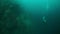 Silhouette of diver with camera near stones under water in Lake Baikal.