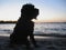 Silhouette of a dog on the beach at sunset