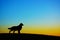 Silhouette of a dog standing on the evening of the hill