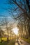 SIlhouette of dog walkers at a park at sunset