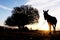 Silhouette of donkey standing in front of the tree