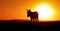 Silhouette donkey on sunset