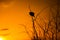 Silhouette of a dove resting on a thorny bush