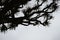 Silhouette of Dragon tree crone on grey sky background. Santo Antao, Cape Verde Cabo Verde