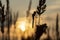 Silhouette of dragonflies on grass against the setting sun on an autumn evening