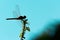 silhouette of dragonfly alight on little green plant with blue color on background