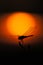 Silhouette of dragonfly over sunset