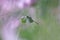 Silhouette dragonfly perching over flower hunter other insects as wildlife background