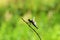 The silhouette of dragonfly on stick in green bokeh background , Anisoptera