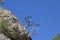 Silhouette of dried pine against the sky. Crimea.