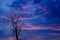 Silhouette of dried tree with twilight sky