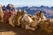 Silhouette dromedar camel on the background of the mountain of St. Moses, Egypt, Sinai