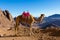 Silhouette dromedar camel on the background of the mountain of St. Moses, Egypt, Sinai
