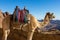 Silhouette dromedar camel on the background of the mountain of St. Moses, Egypt, Sinai