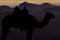 Silhouette dromedar camel on the background of the mountain of St. Moses, Egypt, Sinai