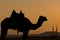 Silhouette dromedar camel on the background of the mountain of St. Moses, Egypt, Sinai