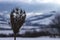 Silhouette of dry field flower with seeds with snowy mountains behind during winter season, winter background with copyspace.