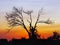 Silhouette of dry tree against sky at sunset