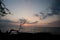 Silhouette of a dry tree at Anaehoomalu Beach during sunset