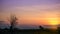 Silhouette dry tree in cornfield is twilight time