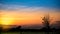 Silhouette dry tree in cornfield is twilight time