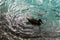 Silhouette duck in water