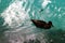 Silhouette duck in water