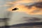 Silhouette of a Dusk Flying in the Dusky Sunset Sky