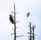 Silhouette of eagle on the tree. Juvenile White-tailed eagles on the tree.
