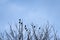 Silhouette of eight birds Ð¾n top of tree branches in the winte