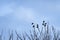 Silhouette of eight birds Ð¾n top of tree branches in the winte