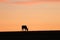 Silhouette of eland during sunset, in the african savannah.