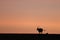 Silhouette of eland during sunset, in the african savannah.
