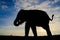 Silhouette elephant