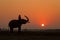 Silhouette elephant action and mahout