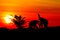 silhouette elephant battle animals wildlife in twilight sunset beautiful background