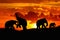 Silhouette elephant battle and family herd animals wildlife evacuate walking in twilight sunset beautiful background