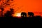 silhouette elephant herd animals wildlife walking in twilight sunset beautiful background