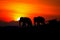 Silhouette elephant herd animals wildlife walking in twilight sunset beautiful background