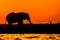 Silhouette of an Elephant during Sunset