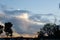 Silhouette of eucalyptus and pines with panoramic view of cloudscape at sunset