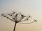 Silhouette of the faded blossom of a wild carrot at sunset