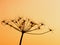 Silhouette of the faded blossom of a wild carrot at sunset