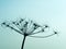 Silhouette of the faded blossom of a wild carrot at sunset