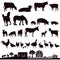Silhouette of farm animals