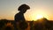 Silhouette of farmer. Businessman with tablet examines field with sunflowers in sunset. farmer man osamatrivaet flowers